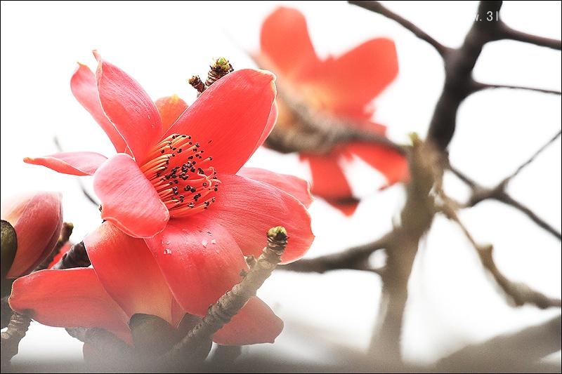 点击大图看下一张：红棉图片