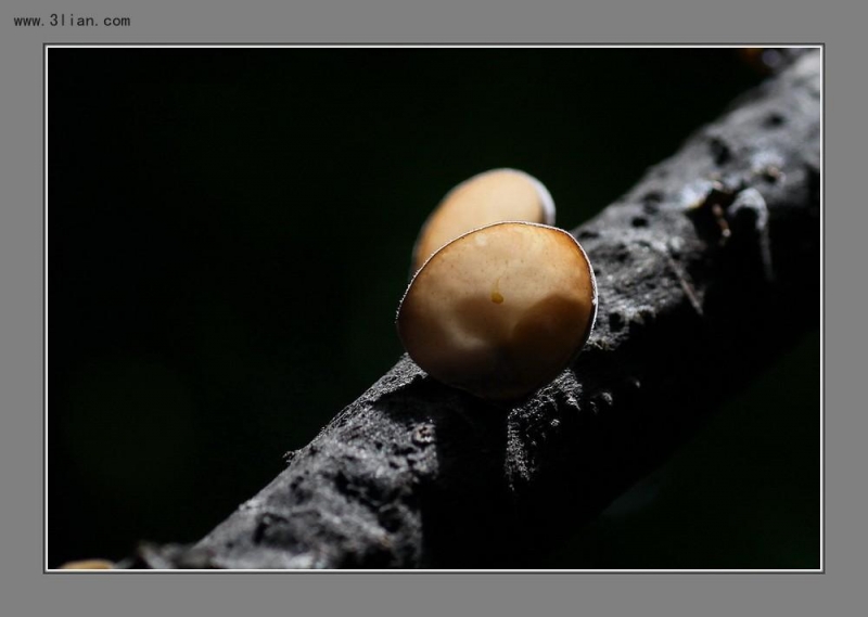 点击大图看下一张：菌饵图片