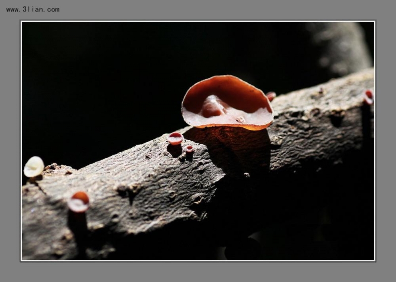 点击大图看下一张：菌饵图片