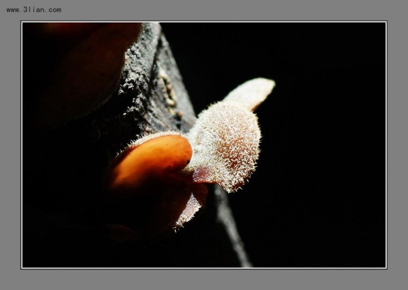 点击大图看下一张:菌饵图片