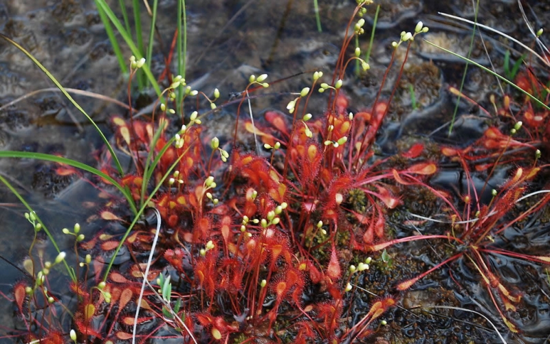 点击大图看下一张：茅膏菜图片