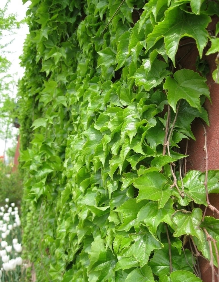 点击大图看下一张：爬山虎图片