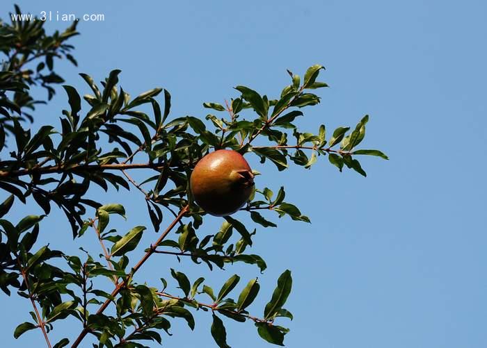 点击大图看下一张：石榴树图片