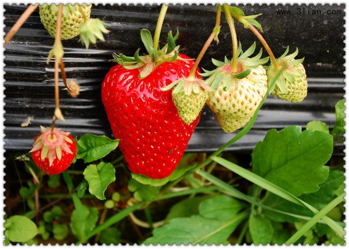 点击大图看下一张：鲜艳欲滴的草莓图片
