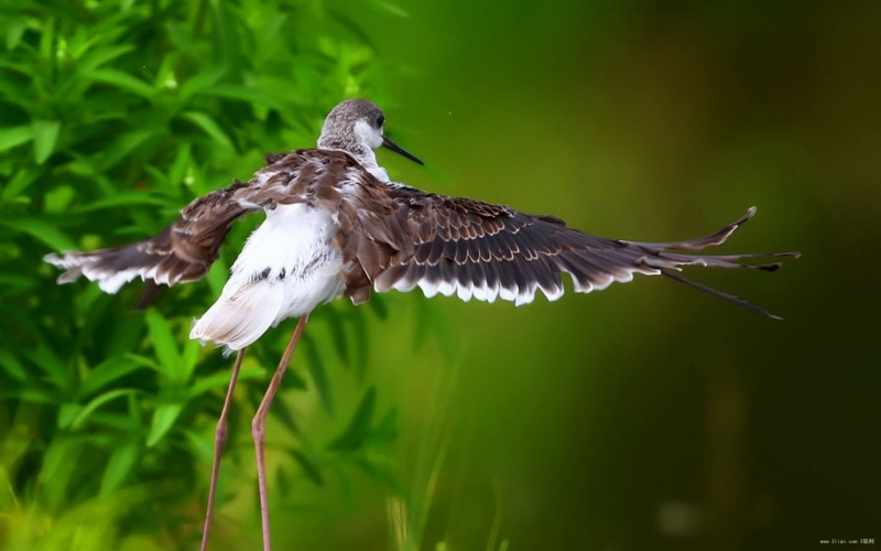 点击大图看下一张：湖泊旁栖息的鹭鸶鸟类图片