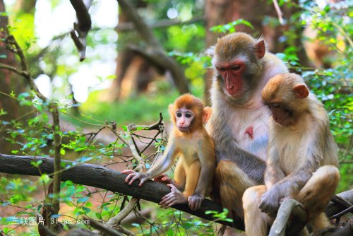 点击大图看下一张：可爱猴子图片