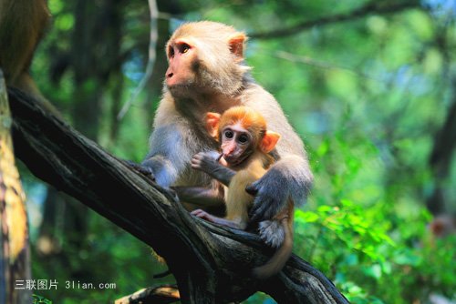 点击大图看下一张：可爱猴子图片