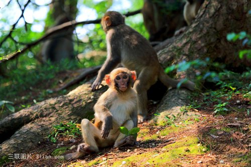 点击大图看下一张：可爱猴子图片