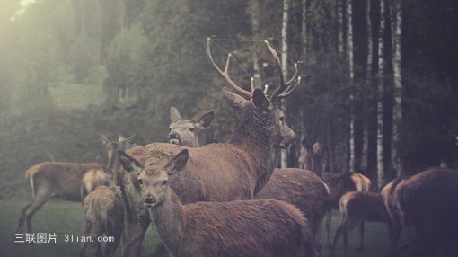 点击大图看下一张：麋鹿之王图片