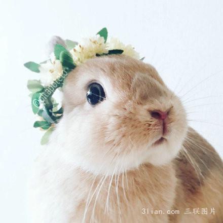 点击大图看下一张：唯美可爱兔子图片