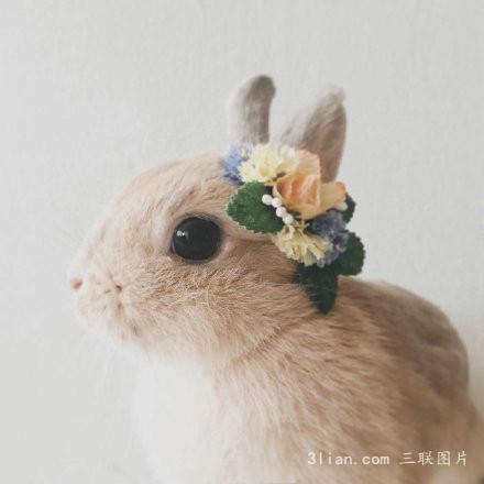 点击大图看下一张：唯美可爱兔子图片