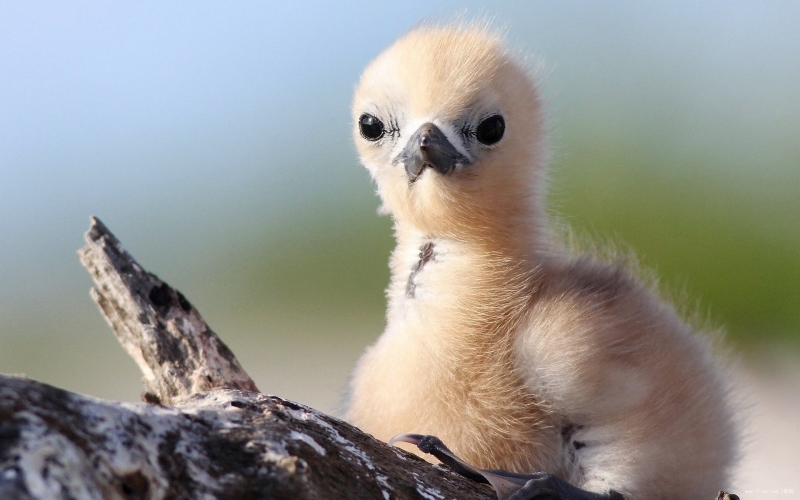 点击大图看下一张：燕鸥图片