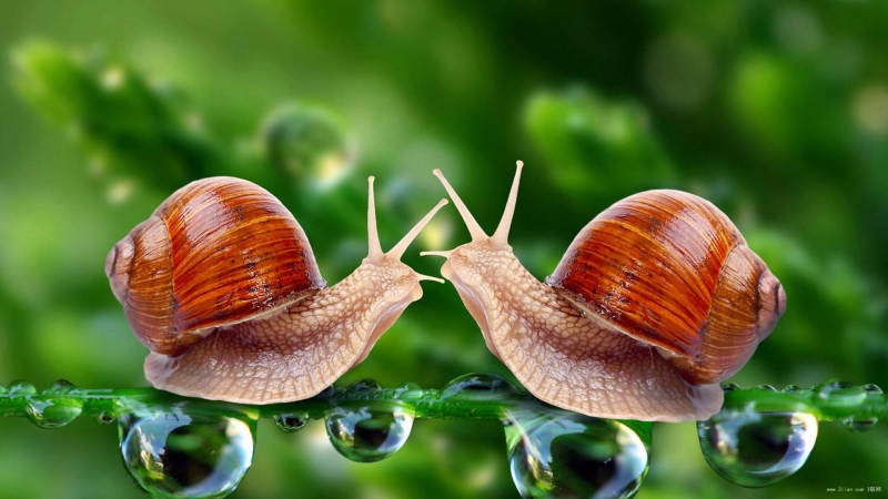 点击大图看下一张：自然动物蜗牛图片