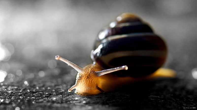 点击大图看下一张：自然动物蜗牛图片