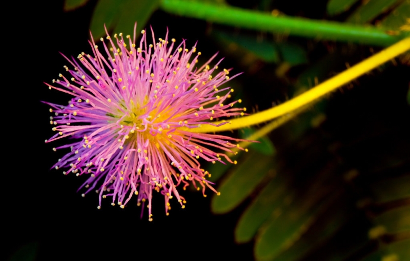 点击大图看下一张：含羞草图片