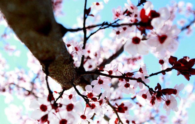 点击大图看下一张：桃花树图片