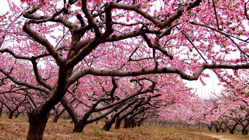 点击大图看下一张：桃花树图片