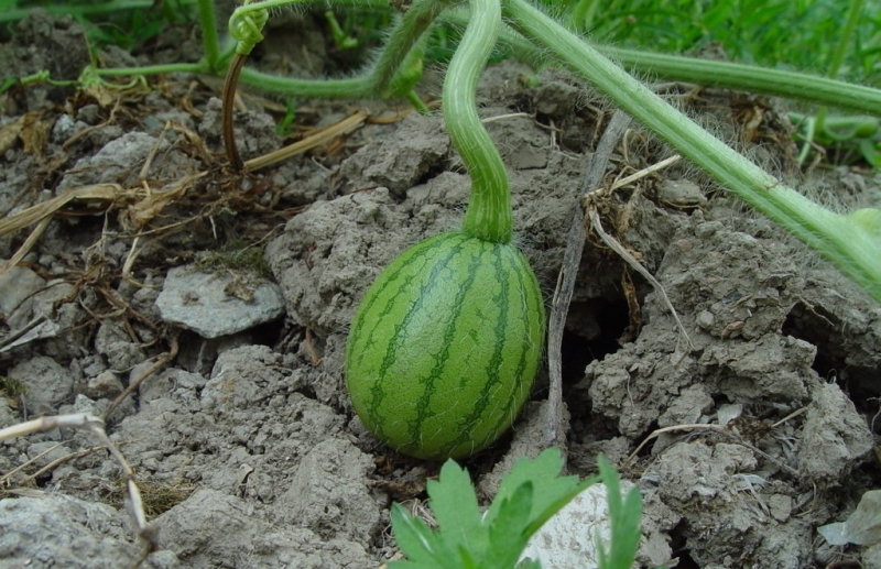 点击大图看下一张：西瓜园图片