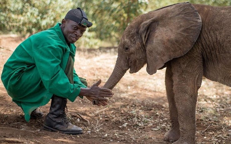 点击大图看下一张：大象孤儿院
