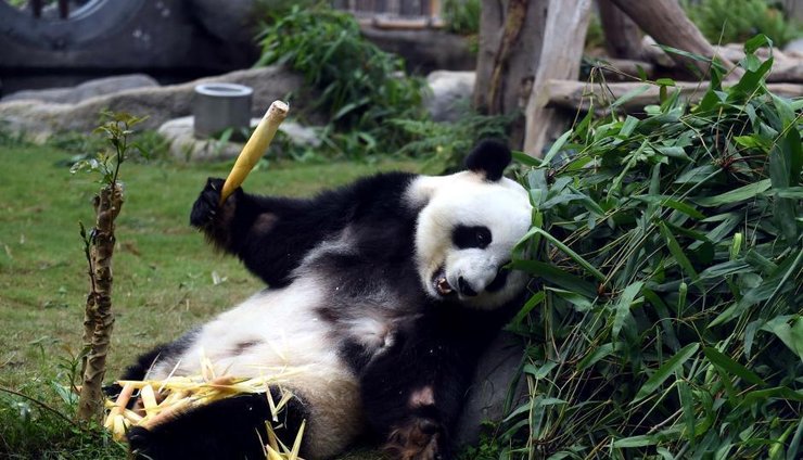 点击大图看下一张：大熊猫盈盈乐乐