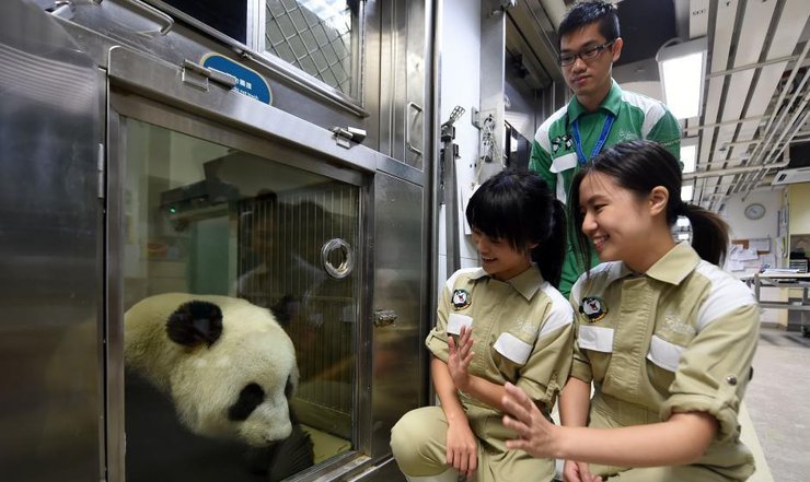 点击大图看下一张：大熊猫盈盈乐乐