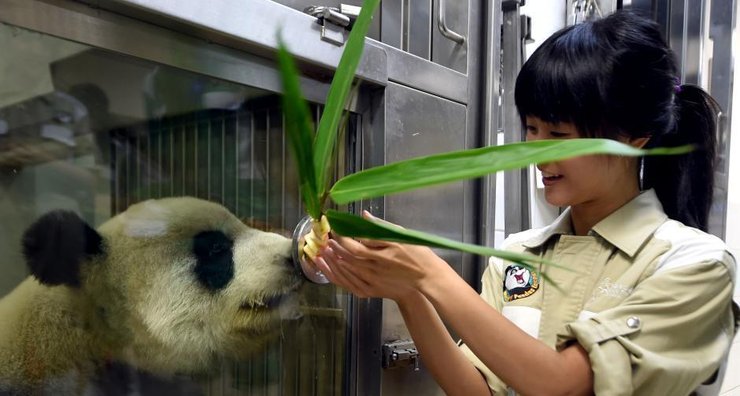 点击大图看下一张：大熊猫盈盈乐乐