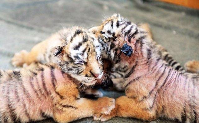 点击大图看下一张:东北虎宝宝互相偎依