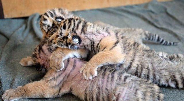 点击大图看下一张：东北虎宝宝互相偎依