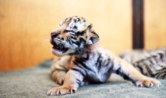 点击大图看下一张：东北虎宝宝互相偎依