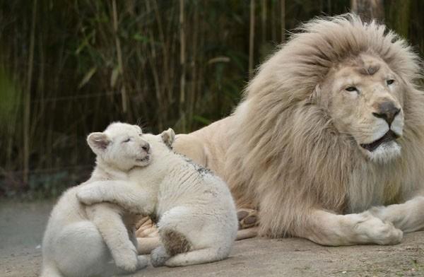 点击大图看下一张：罕见白狮一家人