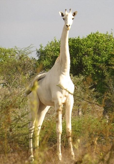 点击大图看下一张：罕见的纯白长颈鹿