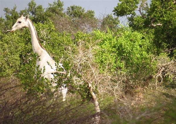 点击大图看下一张：罕见的纯白长颈鹿
