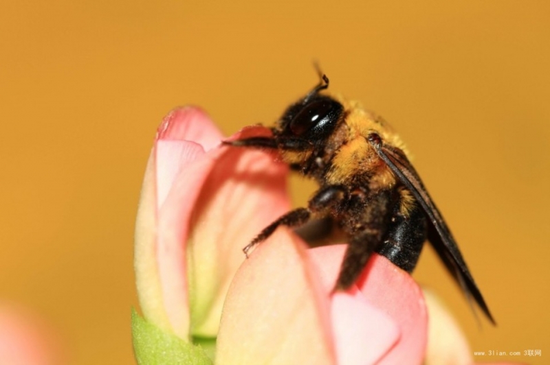 点击大图看下一张：昆虫黄蜂图片