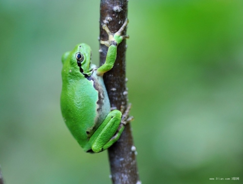 点击大图看下一张：绿色树蛙图片