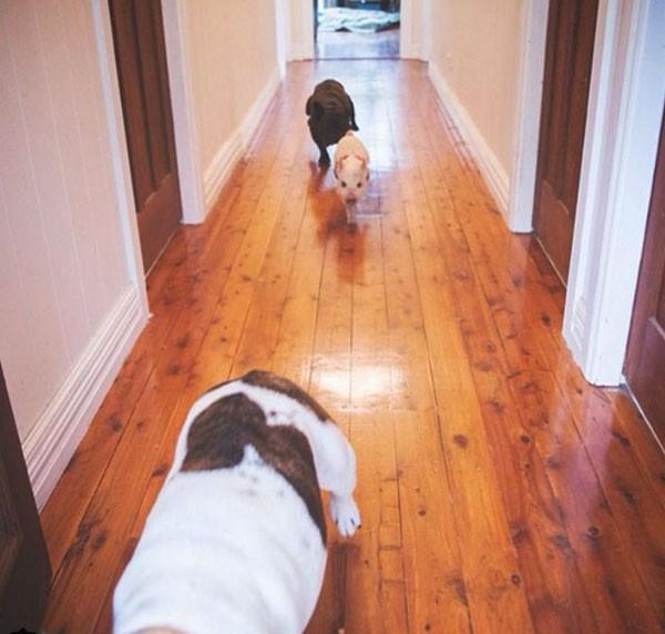 点击大图看下一张：猪以为自己是狗