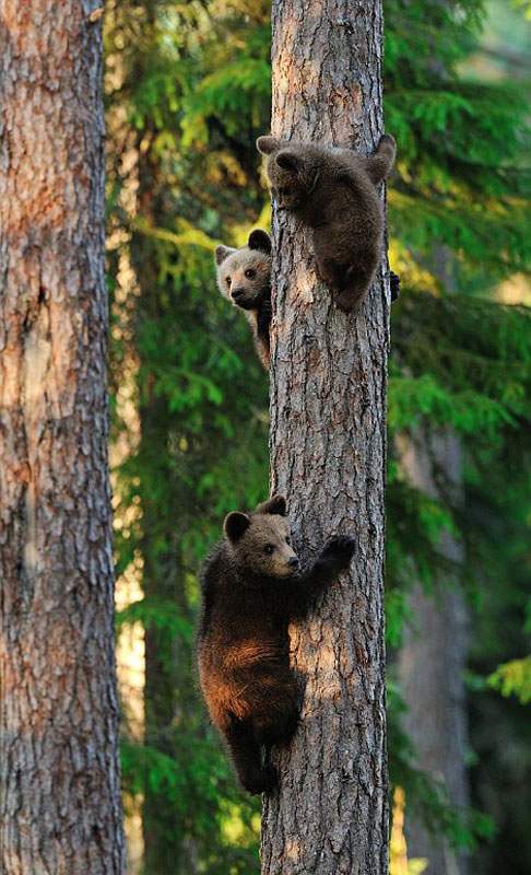 点击大图看下一张：棕熊幼崽爬树嬉戏