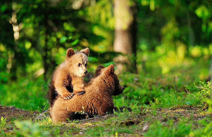 点击大图看下一张：棕熊幼崽爬树嬉戏