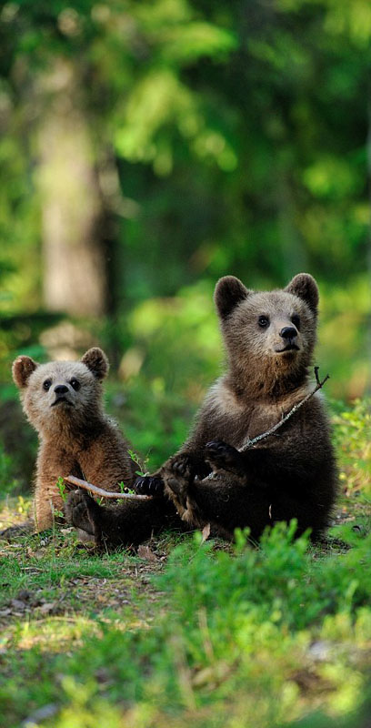 点击大图看下一张：棕熊幼崽爬树嬉戏