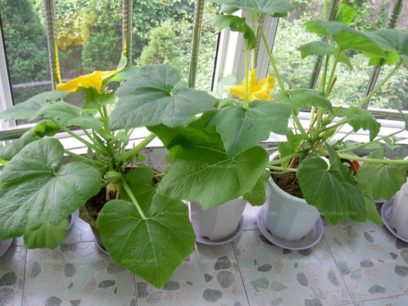 点击大图看下一张：飞碟瓜图片