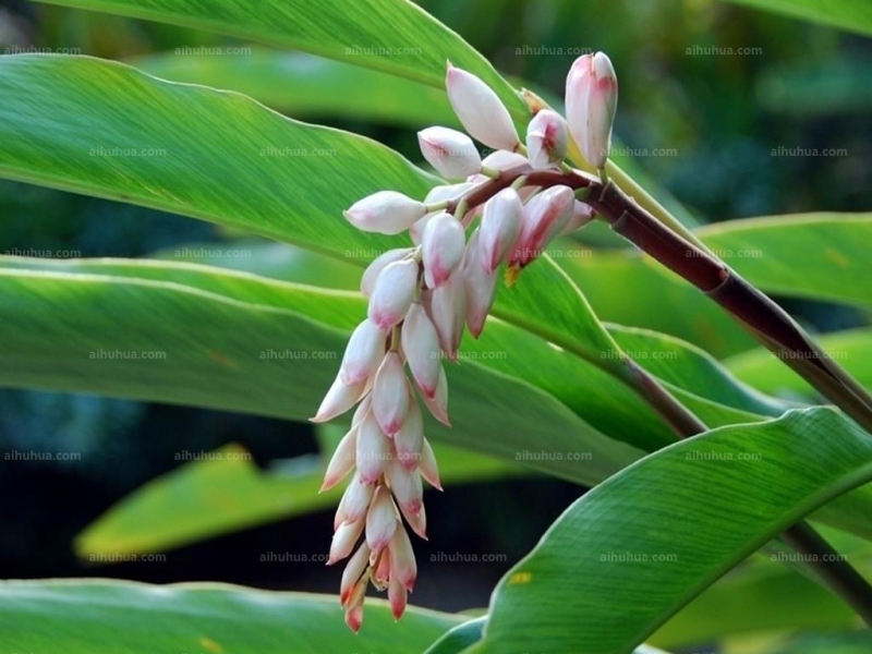 点击大图看下一张：姜花图片