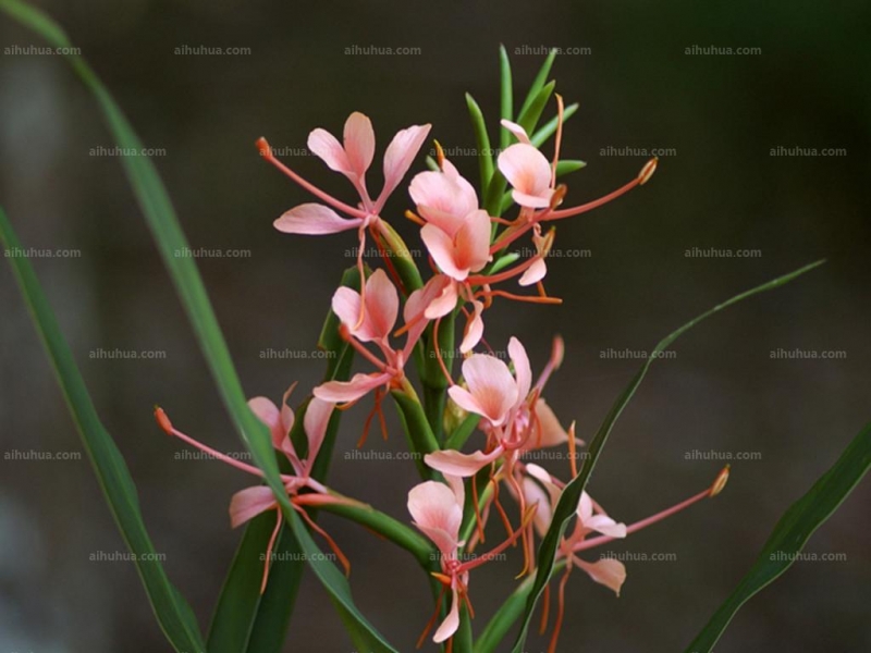 点击大图看下一张：姜花图片