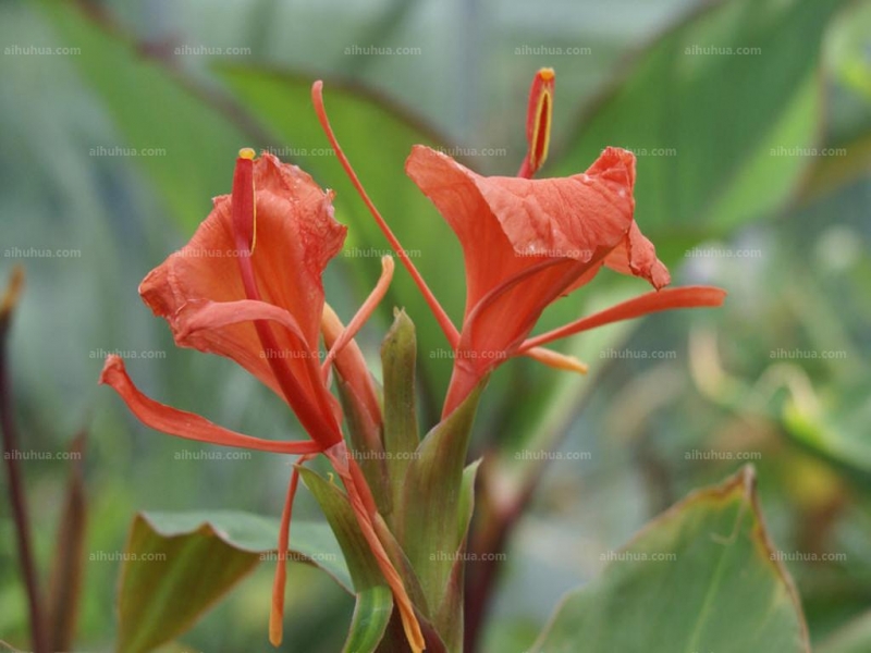 点击大图看下一张：姜花图片