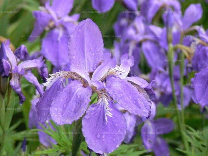 点击大图看下一张：亮叶鸢尾图片