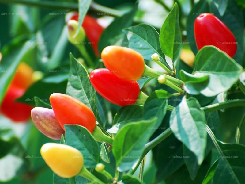 点击大图看下一张：五色椒图片
