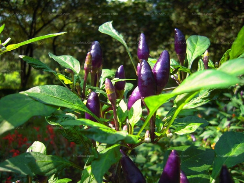 点击大图看下一张:五色椒图片