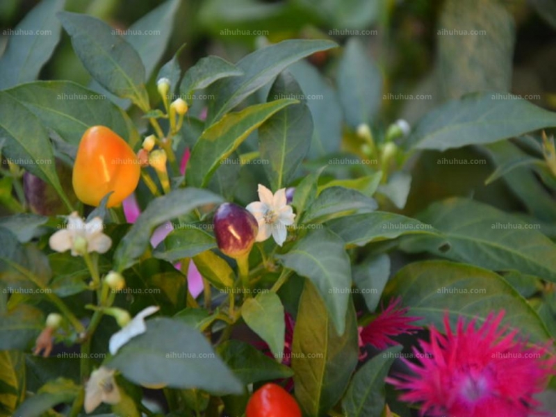 点击大图看下一张:五色椒图片