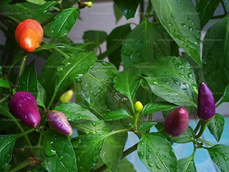 点击大图看下一张：五色椒图片