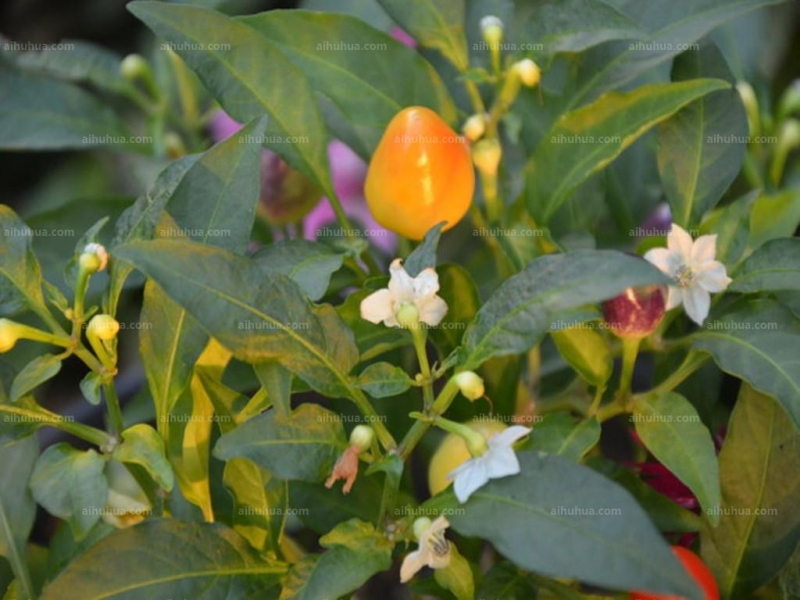 点击大图看下一张：五色椒图片