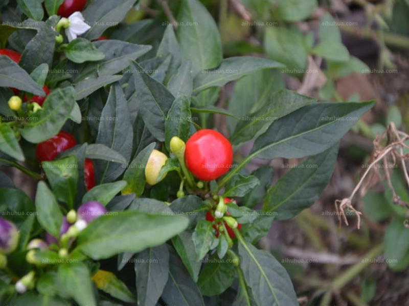 点击大图看下一张：五色椒图片