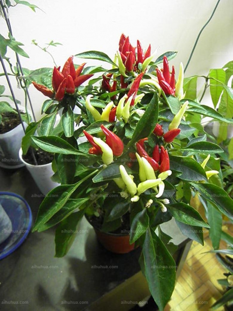 点击大图看下一张：五色椒图片